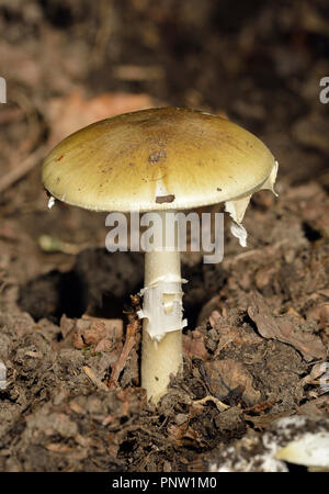 Death Cap Fungi - Amanita phalloides Growing in Forest of Dean Oak Woodland Stock Photo
