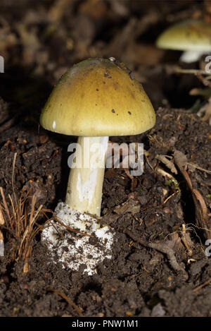 Death Cap Fungi - Amanita phalloides Growing in Forest of Dean Oak Woodland Stock Photo