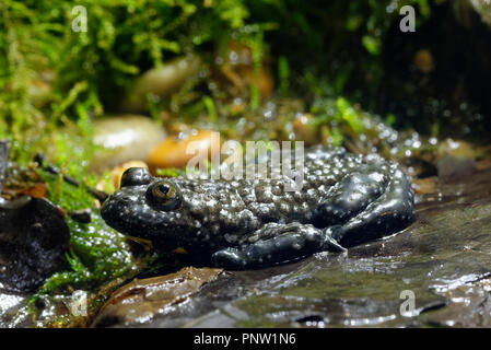 Yellow-bellied Toad - Bombina variegata  from Central Europe Stock Photo