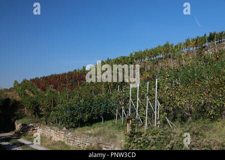 Vineyards, grapevines at the St. Remigius Chapel, Wurmlinger Kapelle, Baden Württemberg, Germany Stock Photo