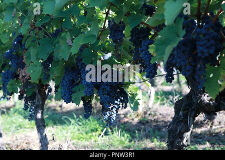 Vineyards, grapevines at the St. Remigius Chapel, Wurmlinger Kapelle, Baden Württemberg, Germany Stock Photo