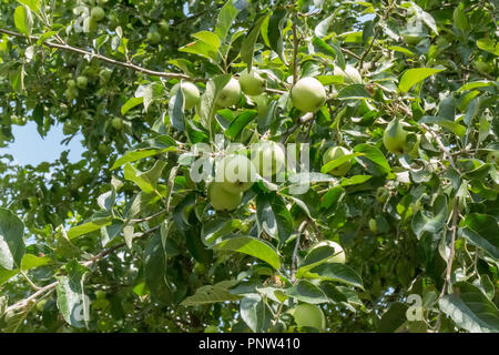 Branches with green unripe apples hanging on tree Stock Photo