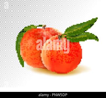Two peaches with leaves isolated on transparent background. Realistic vector 3d illustration Stock Vector