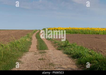Agriculture during summer - a country dirt road with a cultivated field of blooming sunflowers on one side. Stock Photo