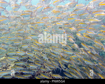 Underwater photos group of Goldband Fusilier or Pterocaesio Chrysozona is a sea fish herd with a bright yellow stripe beautiful at Koh Nang Yuan islan Stock Photo