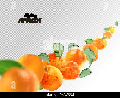 Creative concept with flying apricots and leaves. Whole falling isolated on white background Stock Vector