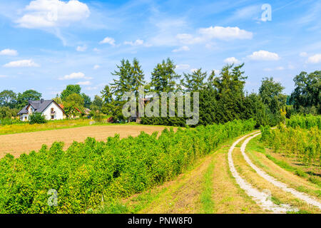 Road to hops plantation and small white house on green field in distance, Poland Stock Photo