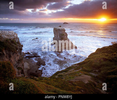 New Zealand. North Island. Auckland Region. Muriwai Beach. Stock Photo