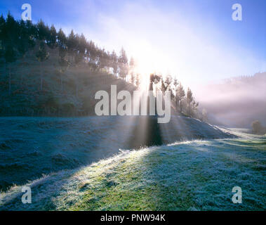 New Zealand. North Island. Hunua. Wintery landscape. Sunrays through trees. Stock Photo