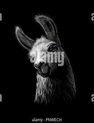 Portrait of a head of a llama on a black background Stock Vector