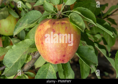 Parasitic defeat of apple tree and fruit close-up. The concept of protecting an orchard from pests Stock Photo