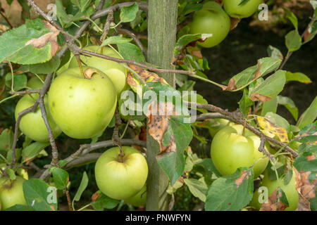 Parasitic defeat of apple tree and fruit close-up. The concept of protecting an orchard from pests Stock Photo