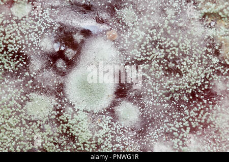 Mold growing on strawberry jam (moldy jam, mouldy jam, moldy food, mouldy food) close up macro - USA Stock Photo