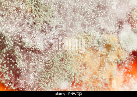 Mold growing on strawberry jam (moldy jam, mouldy jam, moldy food, mouldy food) close up macro - USA Stock Photo