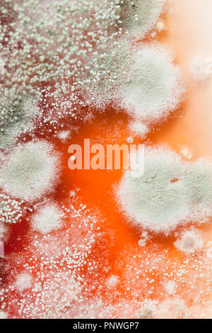 Mold growing on strawberry jam (moldy jam, mouldy jam, moldy food, mouldy food) close up macro - USA Stock Photo