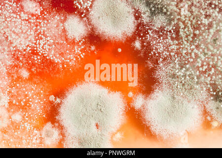 Mold growing on strawberry jam (moldy jam, mouldy jam, moldy food, mouldy food) close up macro - USA Stock Photo