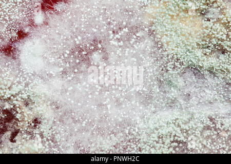 Mold growing on strawberry jam (moldy jam, mouldy jam, moldy food, mouldy food) close up macro - USA Stock Photo