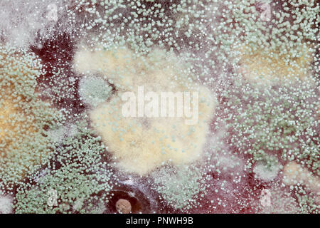 Mold growing on strawberry jam (moldy jam, mouldy jam, moldy food, mouldy food) close up macro - USA Stock Photo