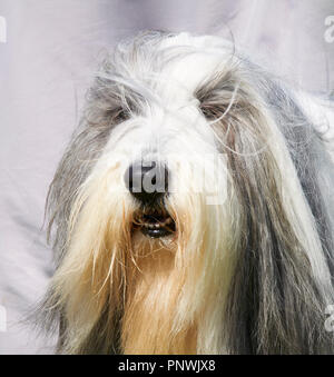 Portrait of a Bearded Collie dog with its mouth slightly open Stock Photo