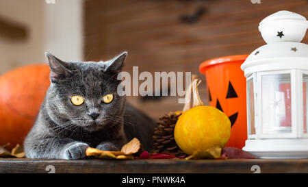 Gorgeous grey cat lying down on a table with Halloween and Autumn themed decorations. Stock Photo