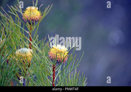 Australian native narrow-leaf drumstick flower and fruit, Isopogon anethifolius, growing in heath in the Royal National Park, Sydney, New South Wales, Stock Photo