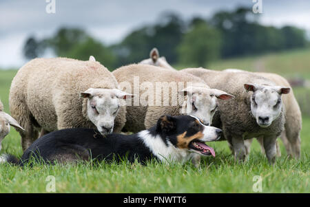 Beltex sheep getting close to a border collie sheepdog, North Yorkshire, UK. Stock Photo