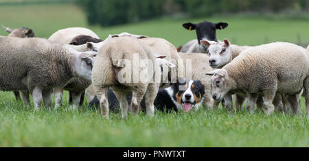 Beltex sheep getting close to a border collie sheepdog, North Yorkshire, UK. Stock Photo