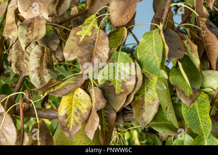 Disease of leaves and vines of pears close-up of damage to rot and parasites. The concept of protection of industrial pear garden Stock Photo