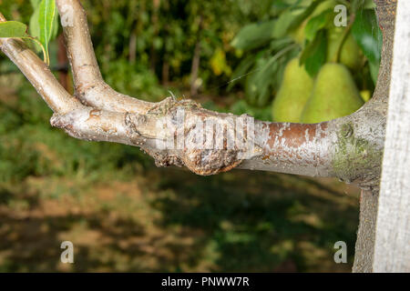 Parasitic defeat of tree and fruit pear close up. The concept of protecting an orchard from pests Stock Photo