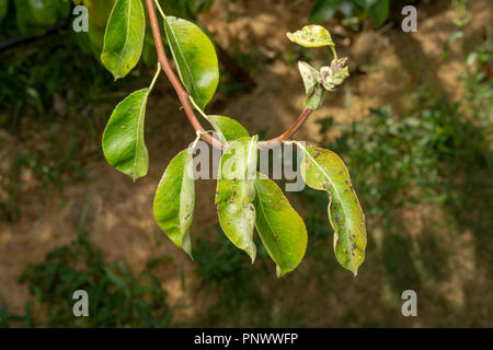 Parasitic defeat of tree and fruit pear close up. The concept of protecting an orchard from pests Stock Photo