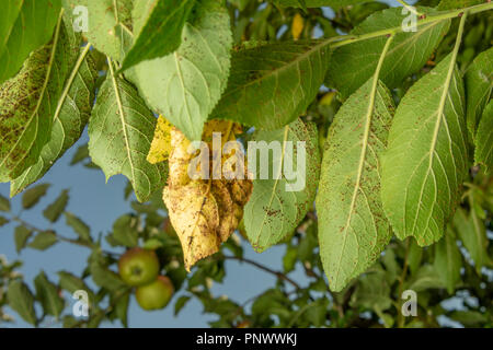 Parasitic defeat of tree and fruit pear close up. The concept of protecting an orchard from pests Stock Photo