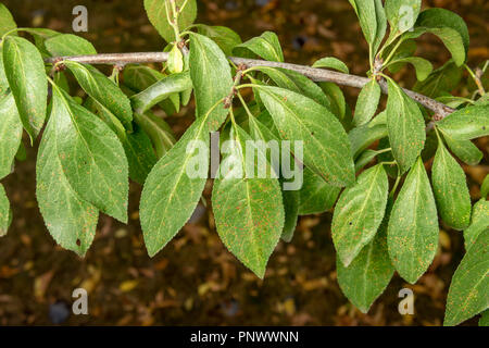 Parasitic defeat of tree and fruit pear close up. The concept of protecting an orchard from pests Stock Photo