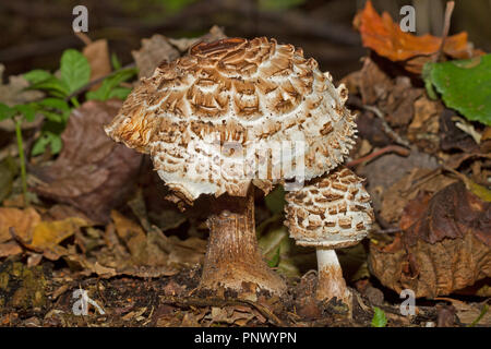 Two white mushrooms, a big and a small Shaggy parasol, the young one standing under the cap of the old one Stock Photo