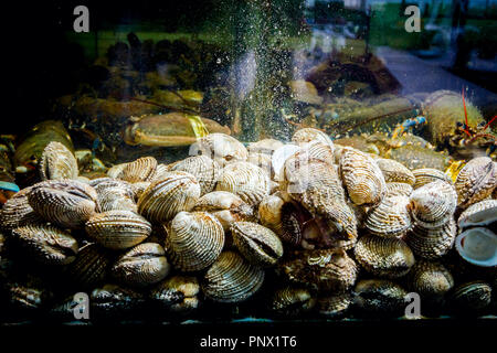 Live clams are in aquarium, tank at traditional seafood restaurant for sale, sea shells. Stock Photo