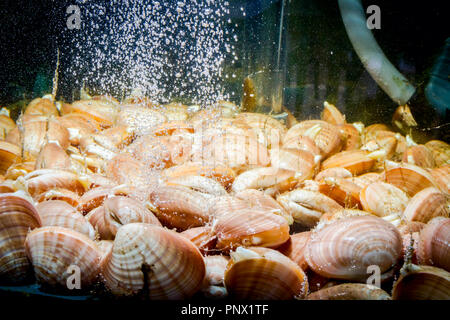 Live clams are in aquarium, tank at traditional seafood restaurant for sale, sea shells. Stock Photo