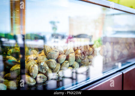 Live clams are in aquarium, tank at traditional seafood restaurant for sale, sea shells. Stock Photo