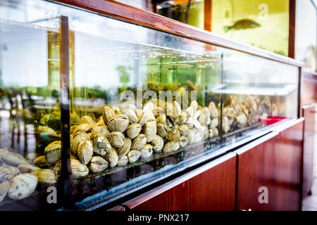 Live clams are in aquarium, tank at traditional seafood restaurant for sale, sea shells. Stock Photo