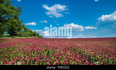 Field of blooming crimson clovers in spring scene. Italian clover. Trifolium incarnatum. Beautiful red trefoil. Idyllic view, trees, horizon. Blue sky. Stock Photo