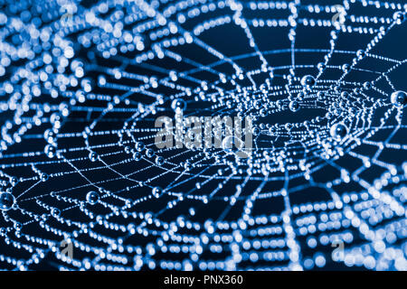 Glittery spider web with pearls from dew drops close-up. Beautiful artistic detail of a wet cobweb in moon light on dark blue night background. Bokeh. Stock Photo