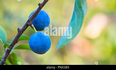 Two ripe blue sloes on branch with green leaves. Prunus spinosa. Fresh fruit berries with tart astringent taste. Natural blurry background with bokeh. Stock Photo