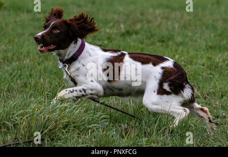 Spaniel Training Chatsworth Stock Photo