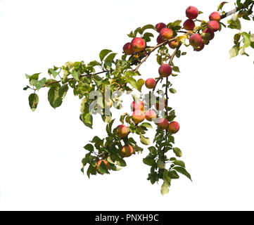 Wild red apples on a branch isolated on white background Stock Photo