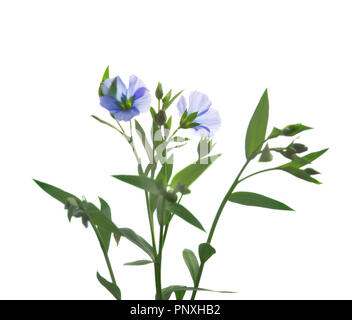 Flax flowers isolated on white background Stock Photo