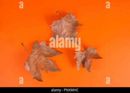 Dray fallen leaves isolated on orange background in studio. Autumn seasonal concept. Close up Stock Photo