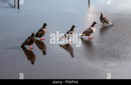 Urban pigeons on the wet asphalt after the rain Stock Photo