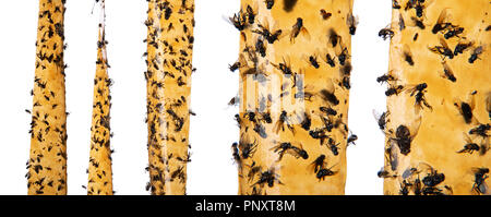 Sticky flypaper with glued flies, isolated on white background. Also known as fly ribbon or fly strip, trap for flies or fly-killing device Stock Photo