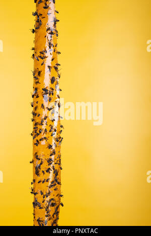 Dead flies on sticky yellow fly paper hanging up indoors Stock Photo - Alamy