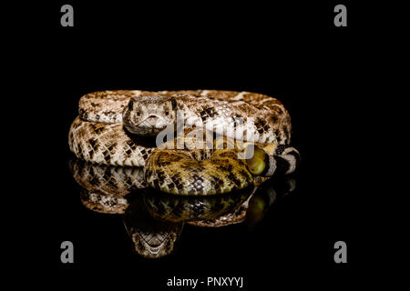 western diamondback rattlesnake or Texas diamond-back (Crotalus atrox) on solid black background Stock Photo