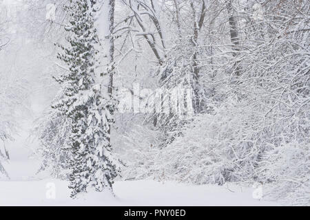 Palm Sunday snowfall coats bushes and a vine climbing a tree at January-Wabash Park. Stock Photo