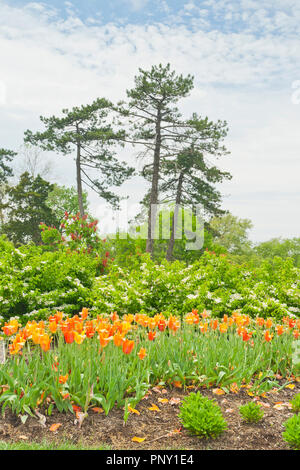 Clouds surrounding a brief spring shower system make for a fabulous scene over a garden of tulips, sweet mock orange, and red buckeye. Stock Photo